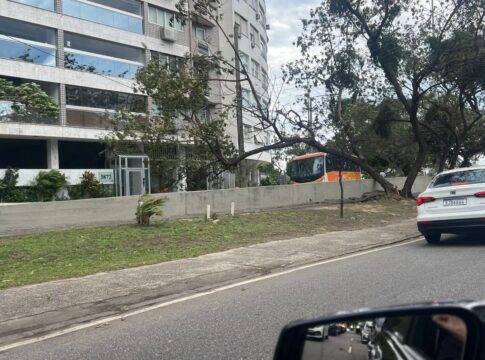 ventania-assusta-moradores-e-derruba-arvores-no-rio