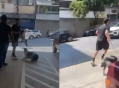 homem-entra-em-centro-de-adocao-e-foge-com-filhote-de-border-collie