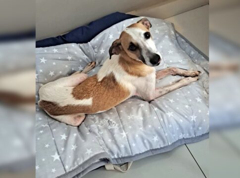 cachorro-que-sumiu-apos-ser-atacado-por-dois-caes-no-df-e-encontrado