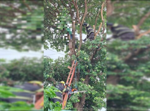 homem-morre-eletrocutado-enquanto-podava-arvore,-em-caldas-novas