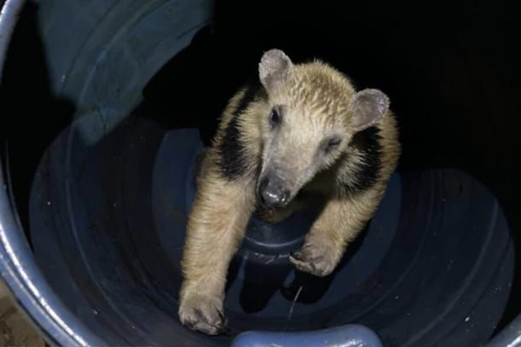 tamandua-mirim-e-encontrado-perto-de-transportadora-e-resgatado-no-df