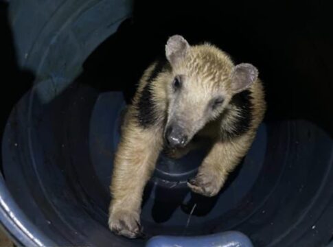 tamandua-mirim-e-encontrado-perto-de-transportadora-e-resgatado-no-df