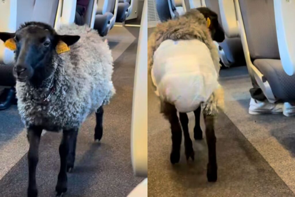 homem-flagra-ovelha-em-situacao-inusitada-dentro-de-trem.-veja-imagens
