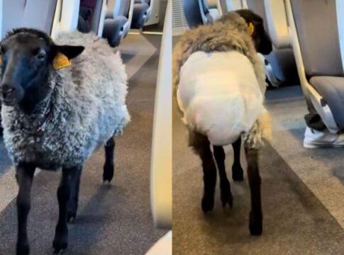 homem-flagra-ovelha-em-situacao-inusitada-dentro-de-trem.-veja-imagens