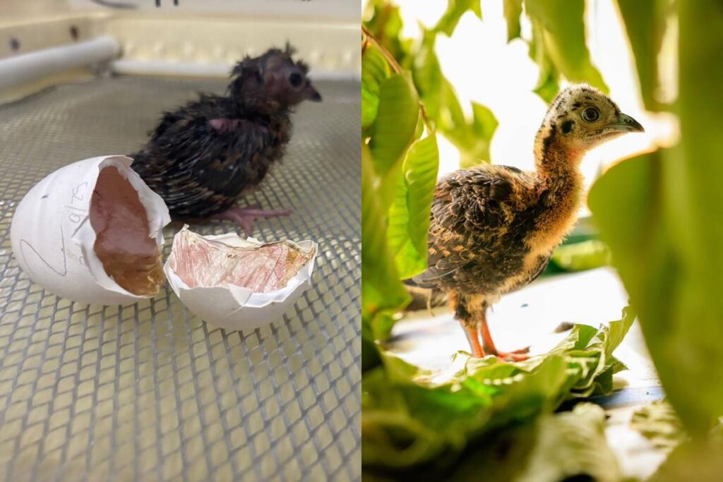 aves-ameacadas-de-extincao,-jacutingas-nascem-no-zoo-do-brasilia