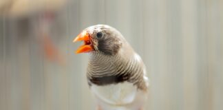 calma,-passarinho!-aves-ficam-impacientes-com-“atraso”-do-sol