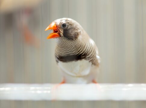 calma,-passarinho!-aves-ficam-impacientes-com-“atraso”-do-sol