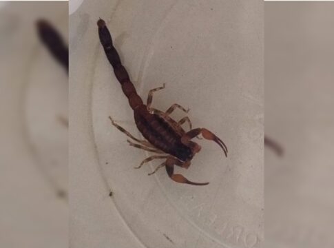 distrito-federal-registra-em-media-13-acidentes-com-escorpiao-por-dia