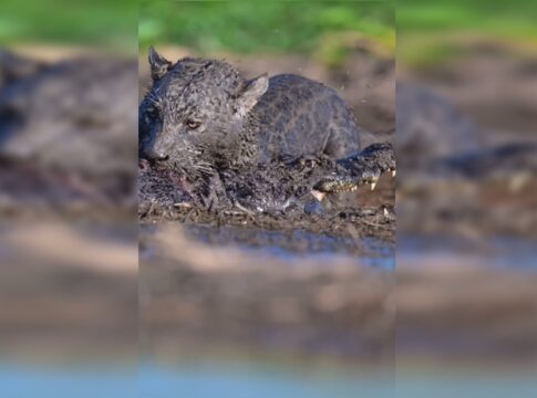 pantanal:-fotografo-frances-flagra-luta-na-lama-entre-onca-e-jacare