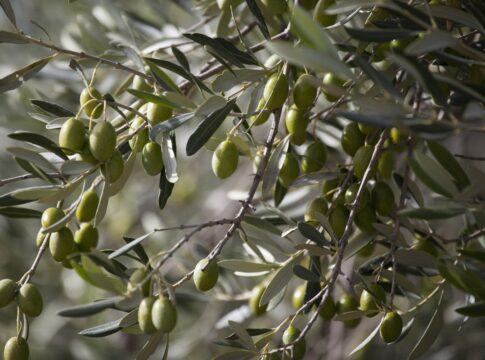 veja-arvore-de-4-mil-anos-que,-surpreendentemente,-ainda-produz-frutos