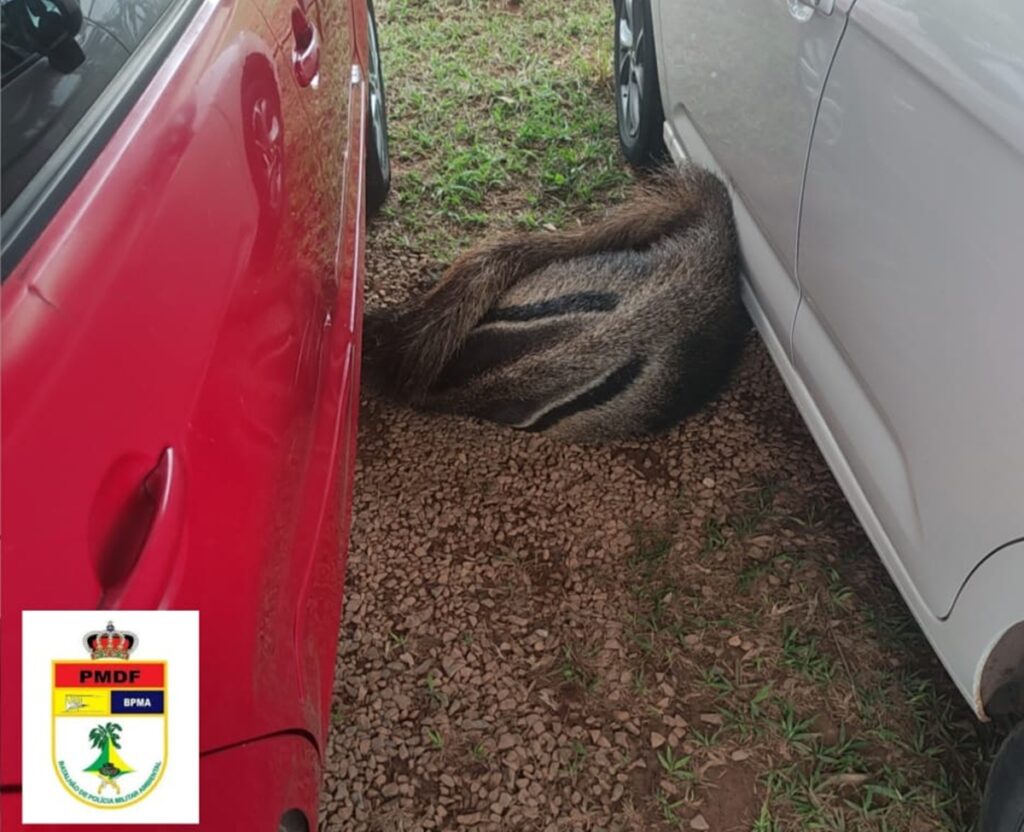 tamandua-bandeira-e-resgatado-em-estacionamento-de-area-militar-no-df