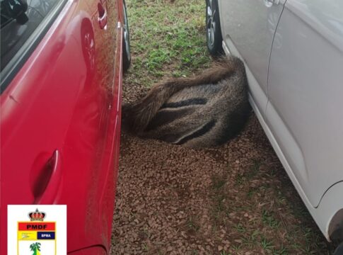 tamandua-bandeira-e-resgatado-em-estacionamento-de-area-militar-no-df