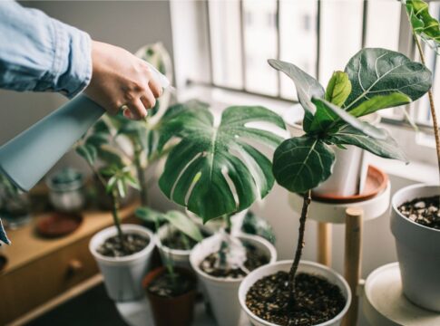 ter-muitas-plantas-em-casa-pode-revelar-algo-sobre-voce.-entenda