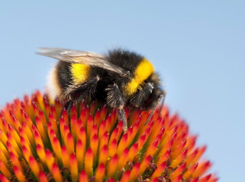 apos-treinamento-com-luzes,-abelhas-conseguem-aprender-codigo-morse