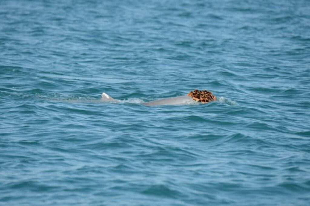 habito-inusitado-de-golfinhos-chama-atencao-e-tem-explicacao-curiosa
