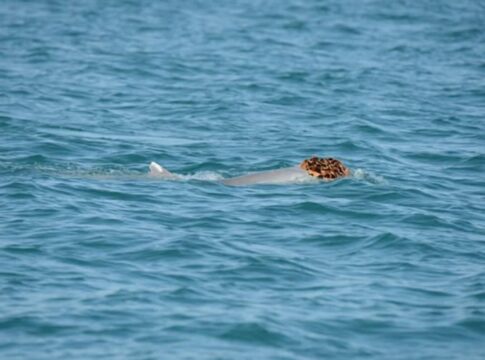 habito-inusitado-de-golfinhos-chama-atencao-e-tem-explicacao-curiosa