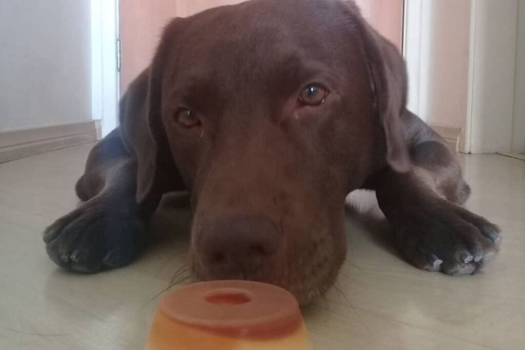 banco-deve-indenizar-tutora-de-cao-que-morreu-apos-comer-planta-toxica