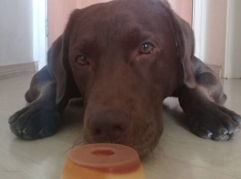 banco-deve-indenizar-tutora-de-cao-que-morreu-apos-comer-planta-toxica