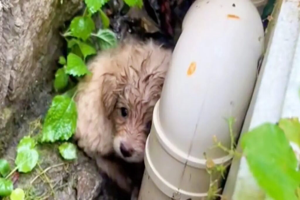 em-ato-de-profunda-gentileza,-jovem-salva-cachorro-abandonado-da-morte