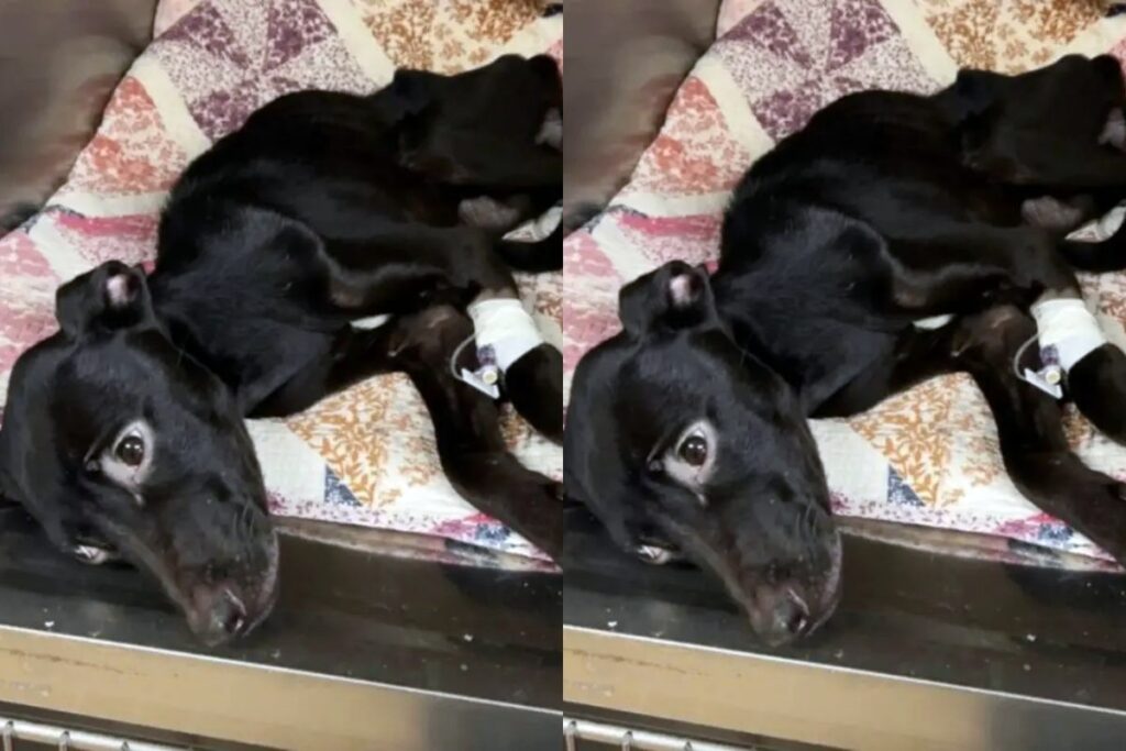 homem-emociona-moradores-ao-salvar-cadelinha-esqueletica-e-desnutrida