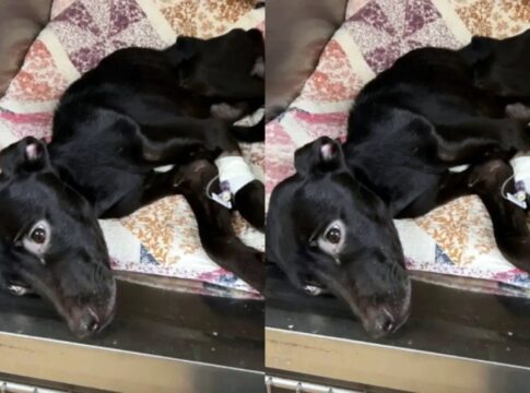 homem-emociona-moradores-ao-salvar-cadelinha-esqueletica-e-desnutrida