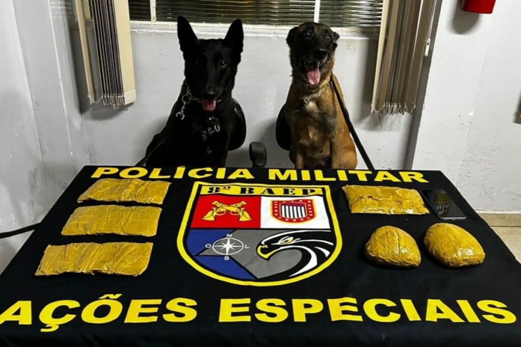 cadela-da-pm-acha-droga-escondida-em-corpo-de-mulher-dentro-de-onibus