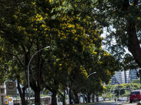 cop30:-brasil-lanca-plano-nacional-para-aumentar-arborizacao-urbana