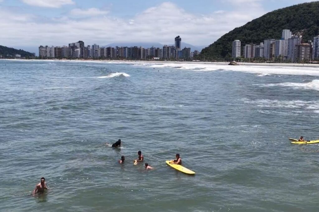 nao-e-um-teste:-curso-de-guarda-vidas-acaba-com-resgate-real-em-sp