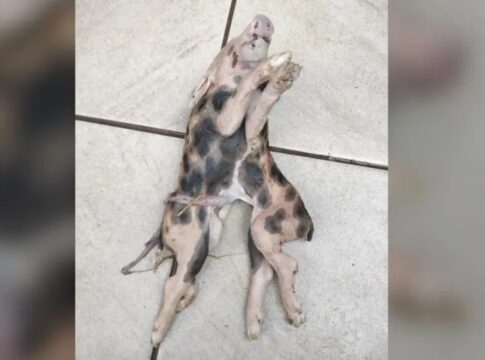 leitao-nasce-com-dois-corpos-e-uma-cabeca-em-santa-catarina