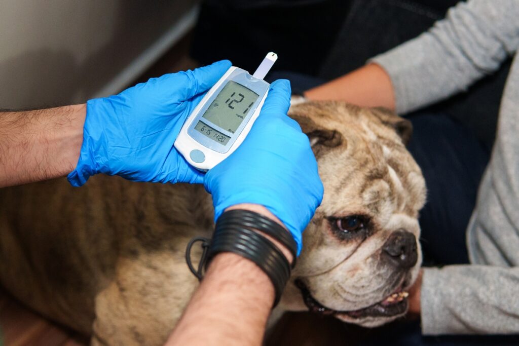 dia-mundial-da-diabetes:-entenda-os-sinais-que-voce-ignora-no-seu-pet