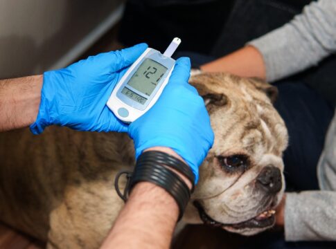 dia-mundial-da-diabetes:-entenda-os-sinais-que-voce-ignora-no-seu-pet