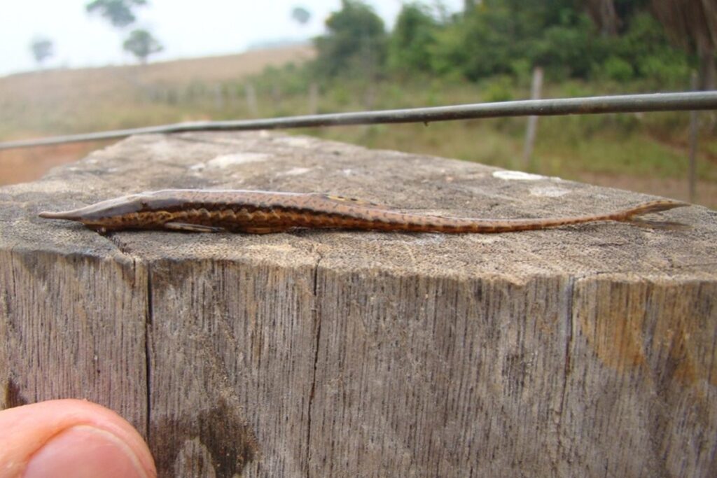 cientistas-acham-menor-especie-do-peixe-cascudo-graveto-no-mato-grosso