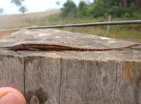 cientistas-acham-menor-especie-do-peixe-cascudo-graveto-no-mato-grosso