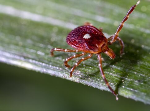 primeira-morte-por-alergia-a-carne-causada-por-carrapato-e-confirmada
