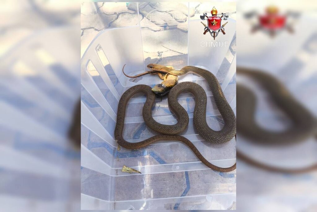 cobra-come-animal-em-quintal-de-casa-em-area-nobre-do-df-e-e-resgatada