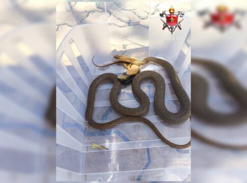 cobra-come-animal-em-quintal-de-casa-em-area-nobre-do-df-e-e-resgatada