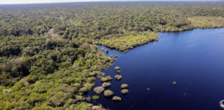 cop30:-quarto-leilao-do-eco-invest-tera-foco-exclusivo-na-amazonia