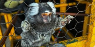 policia-identifica-sagui-comercializado-ilegalmente-no-interior-de-sp