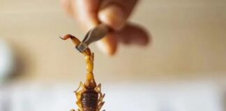 sao-paulo-registra-34-mil-acidentes-com-escorpiao-e-governo-faz-alerta