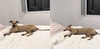 cadela-resgatada-viraliza-com-rotina-de-sono-de-princesa