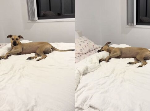 cadela-resgatada-viraliza-com-rotina-de-sono-de-princesa