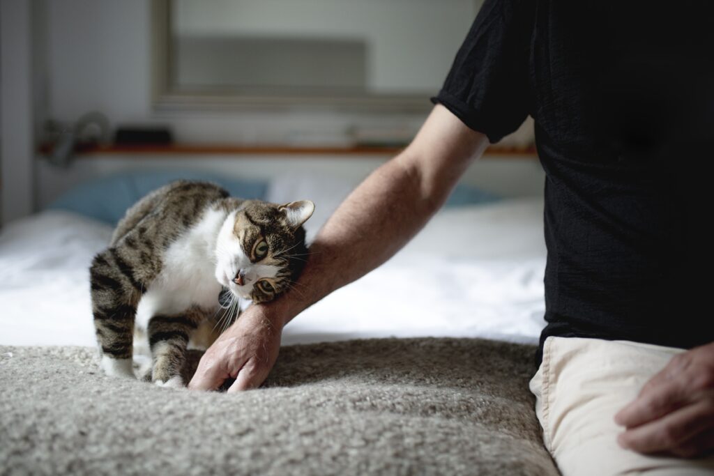 alem-do-carinho:-entenda-motivos-pelos-quais-os-gatos-se-esfregam