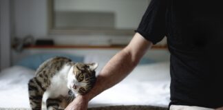 alem-do-carinho:-entenda-motivos-pelos-quais-os-gatos-se-esfregam