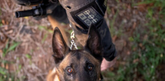 caes-policiais:-conheca-a-tropa-k9,-os-herois-de-quatro-patas-da-pcdf