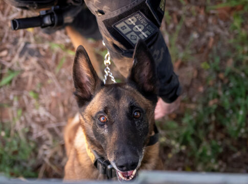 caes-policiais:-conheca-a-tropa-k9,-os-herois-de-quatro-patas-da-pcdf