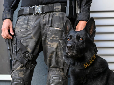 tropa-k9:-veja-descobertas-inacreditaveis-dos-caes-policiais-da-pcdf