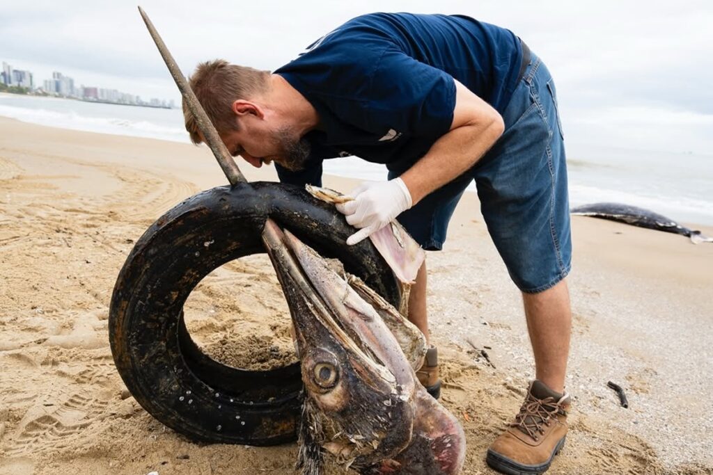 peixe-gigante-e-encontrado-morto-com-pneu-preso-no-bico-em-sc