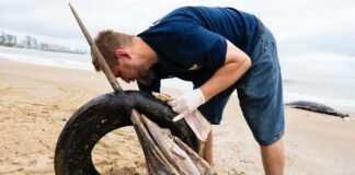 peixe-gigante-e-encontrado-morto-com-pneu-preso-no-bico-em-sc