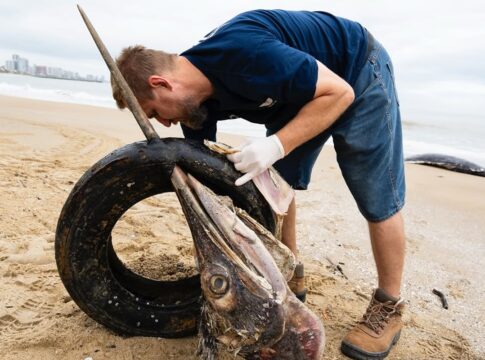 peixe-gigante-e-encontrado-morto-com-pneu-preso-no-bico-em-sc