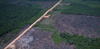 vias-ilegais-perto-da-br-319-avancam-em-areas-protegidas-na-amazonia